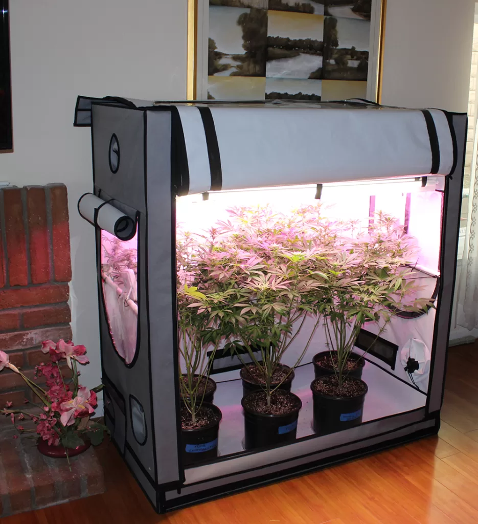 HDG Grow Tent inside house with growing plants